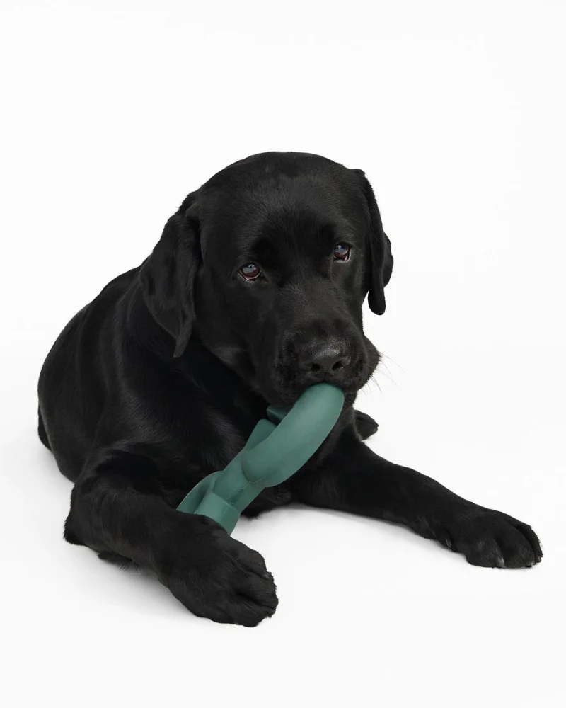 Twin Falcon Interactive Dog Toy - Image 5