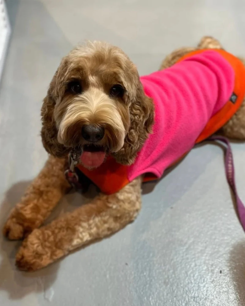 Two-Tone Dog Fleece Jumper (Made in the UK) - Image 6