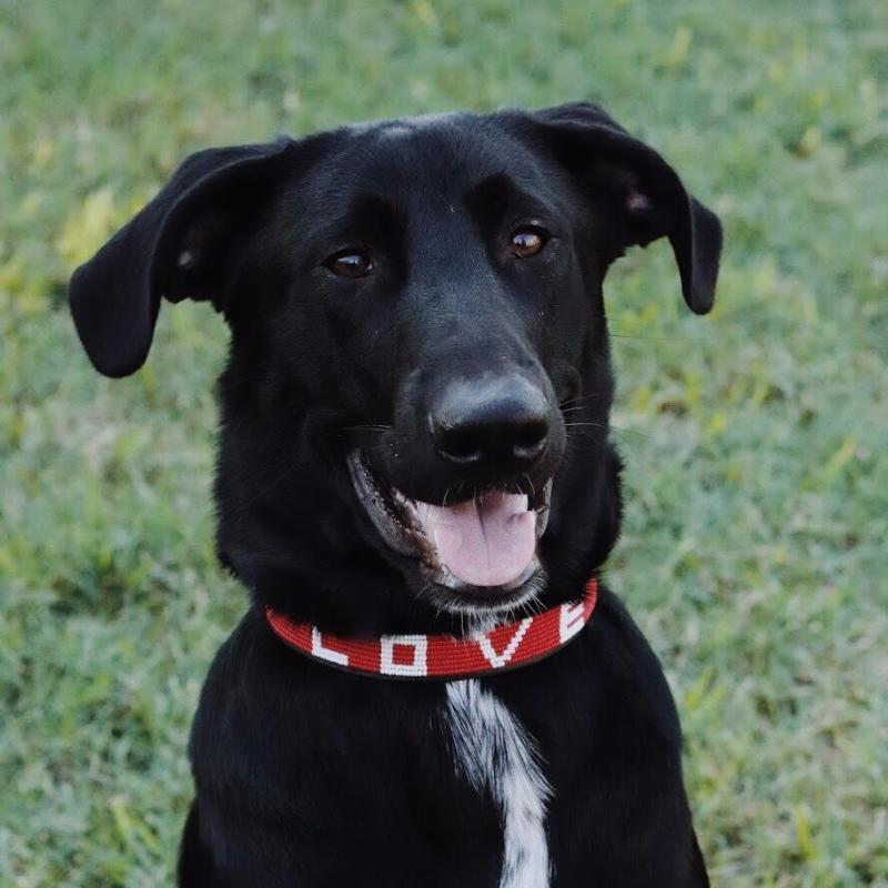 Red Beaded Love Dog Collar - Image 4