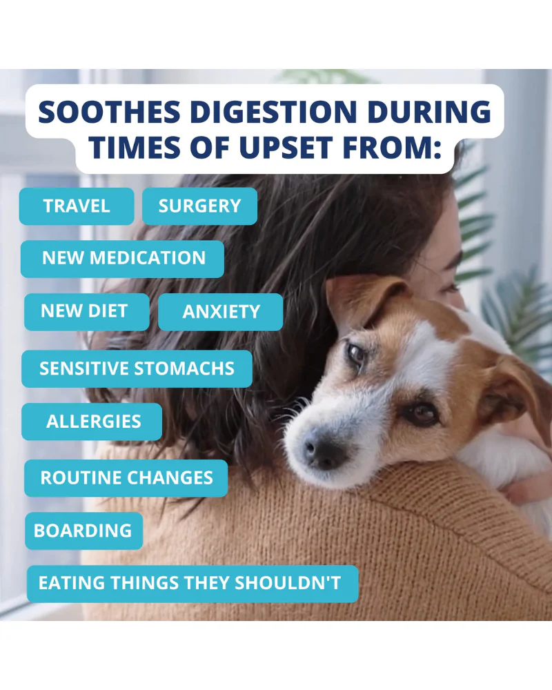 Under the Weather Bland Diet Dog Meal - Image 8