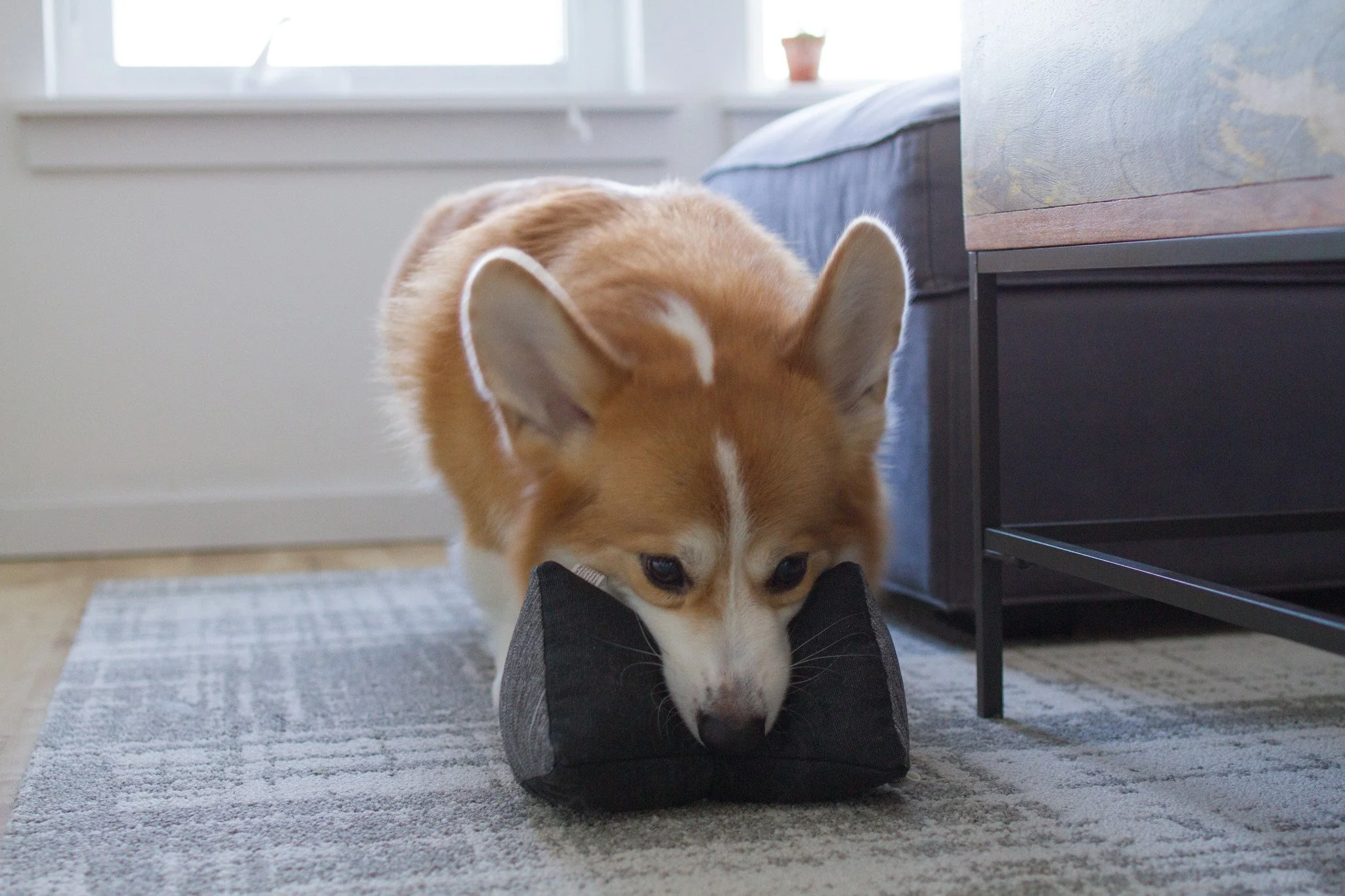UP DOG TOYS | The Kena Toy - Image 2