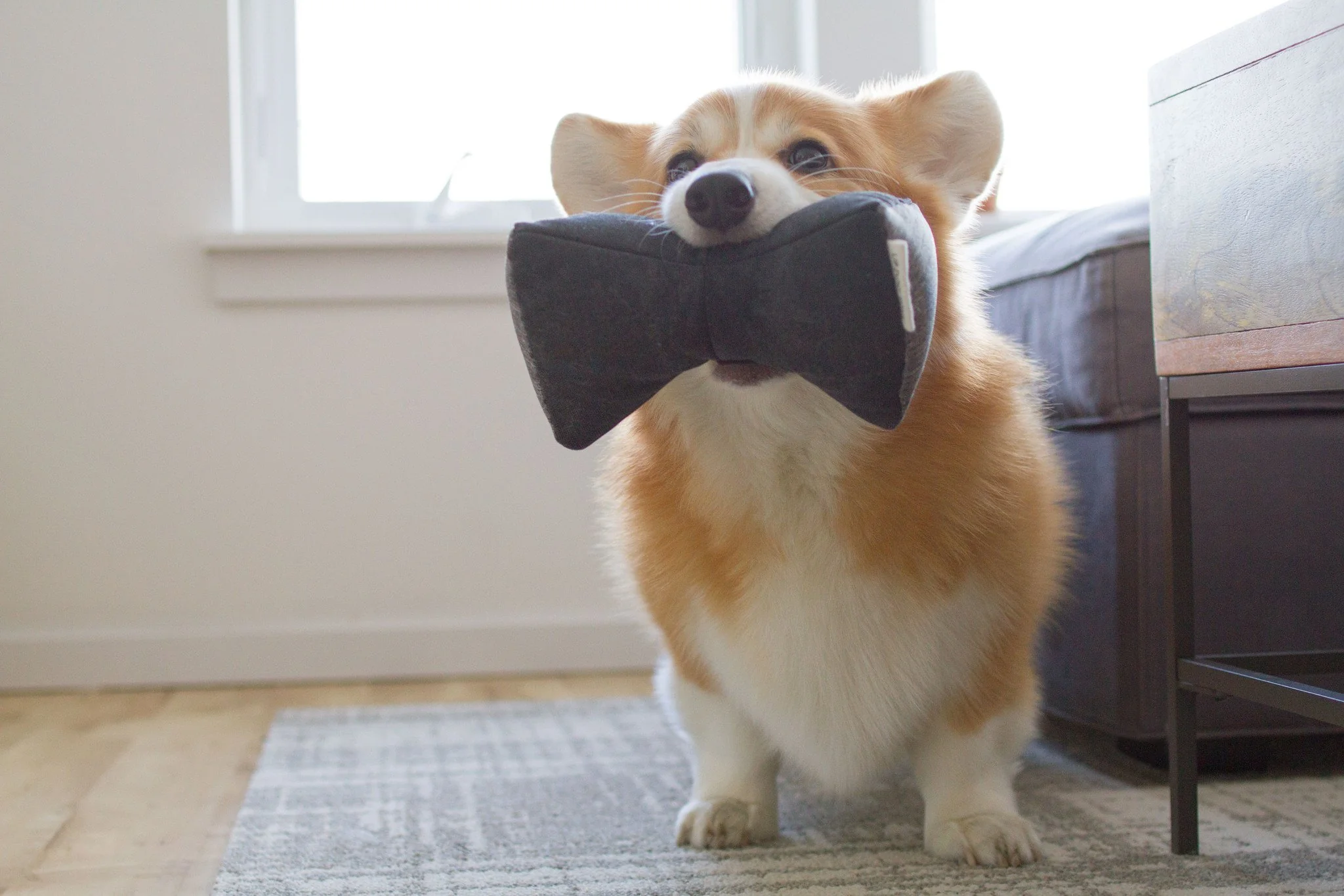 UP DOG TOYS | The Kena Toy - Image 4