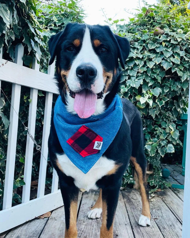 Upcycled Buffalo Plaid Treat Pocket Dog Bandana (Made in the USA) - Image 3