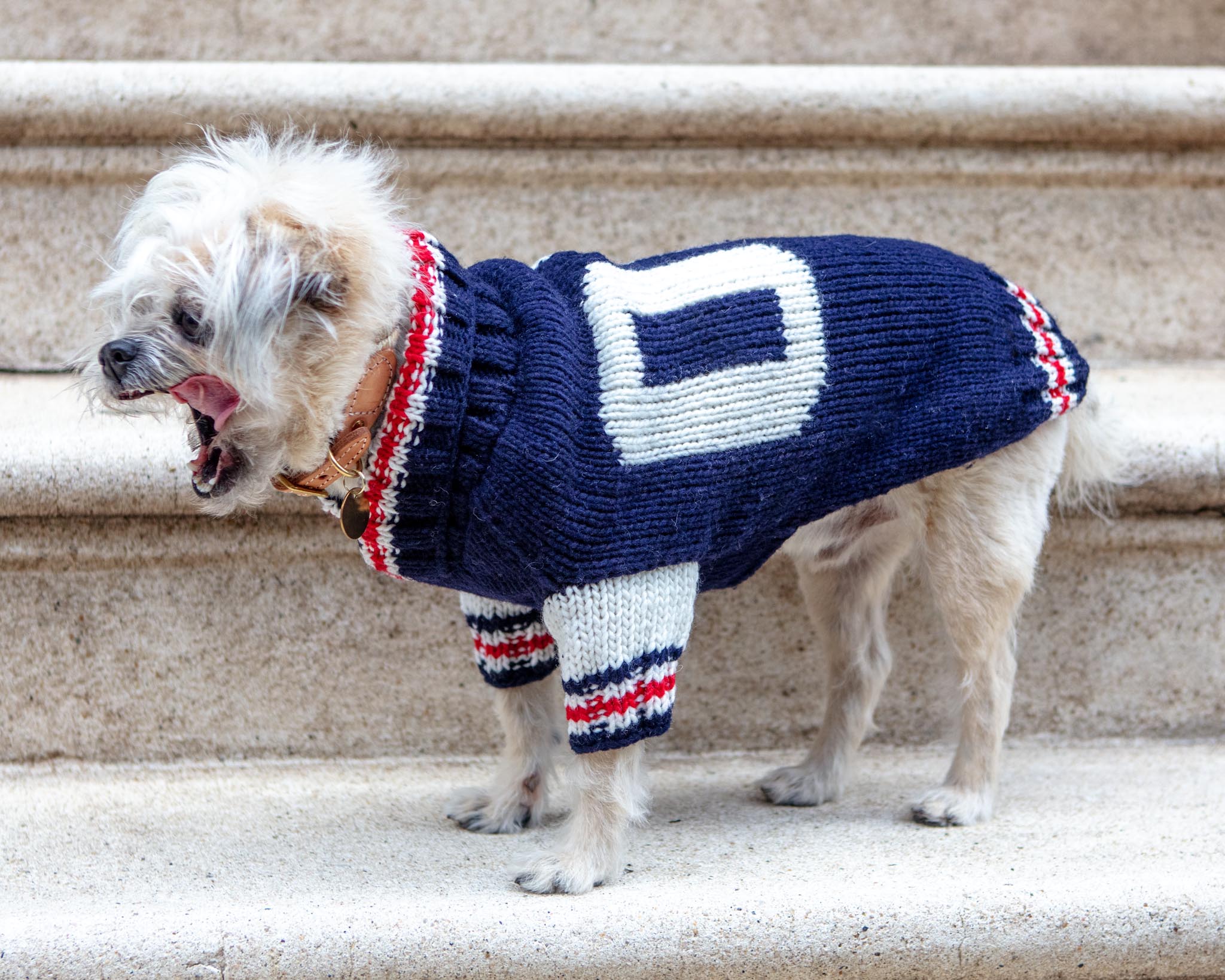Varsity Wool Dog Sweater (FINAL SALE) - Image 2
