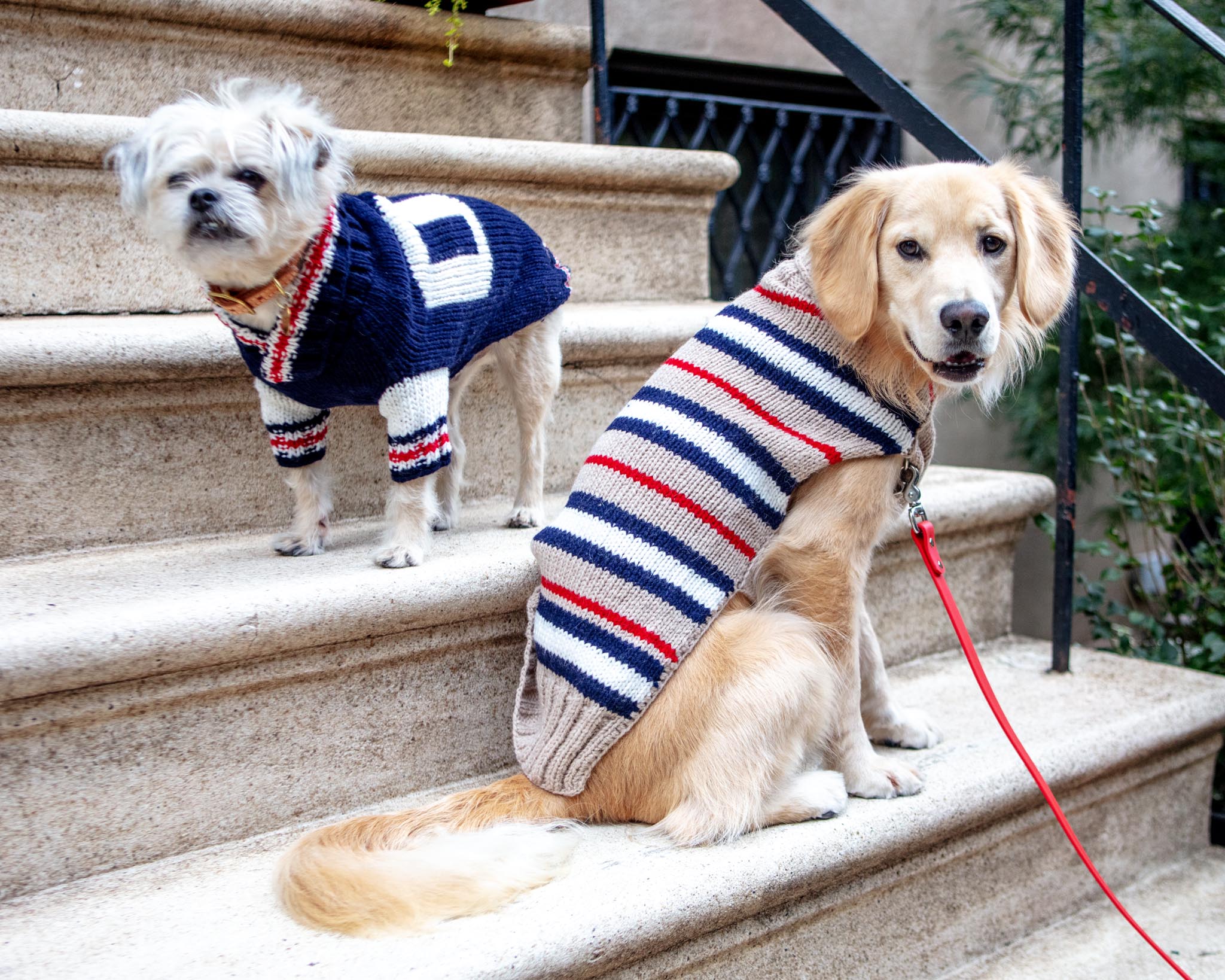 Varsity Wool Dog Sweater (FINAL SALE) - Image 4