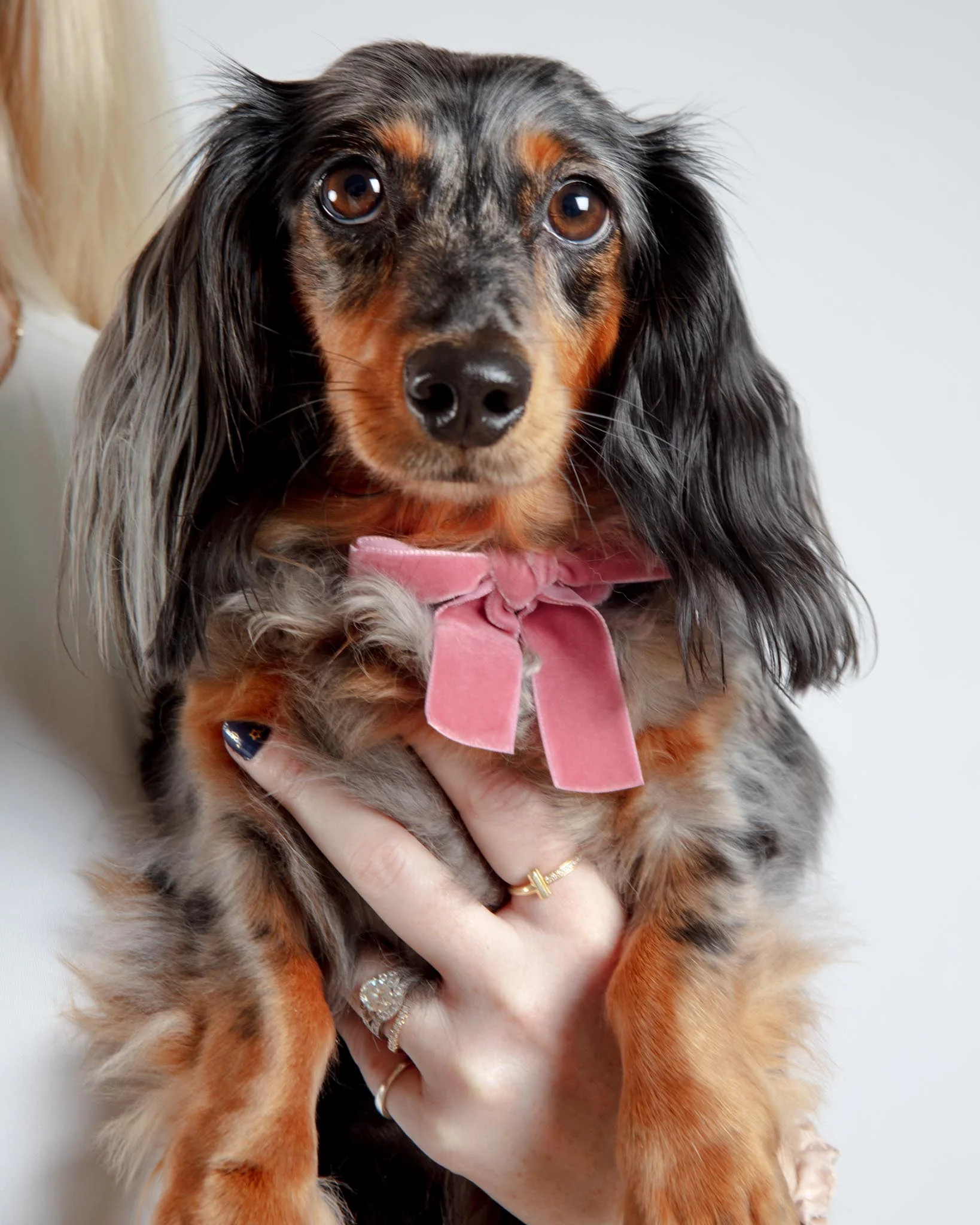 Velvet Dog Bow Collar Set in Primrose Pink (Made in the USA) - Image 4