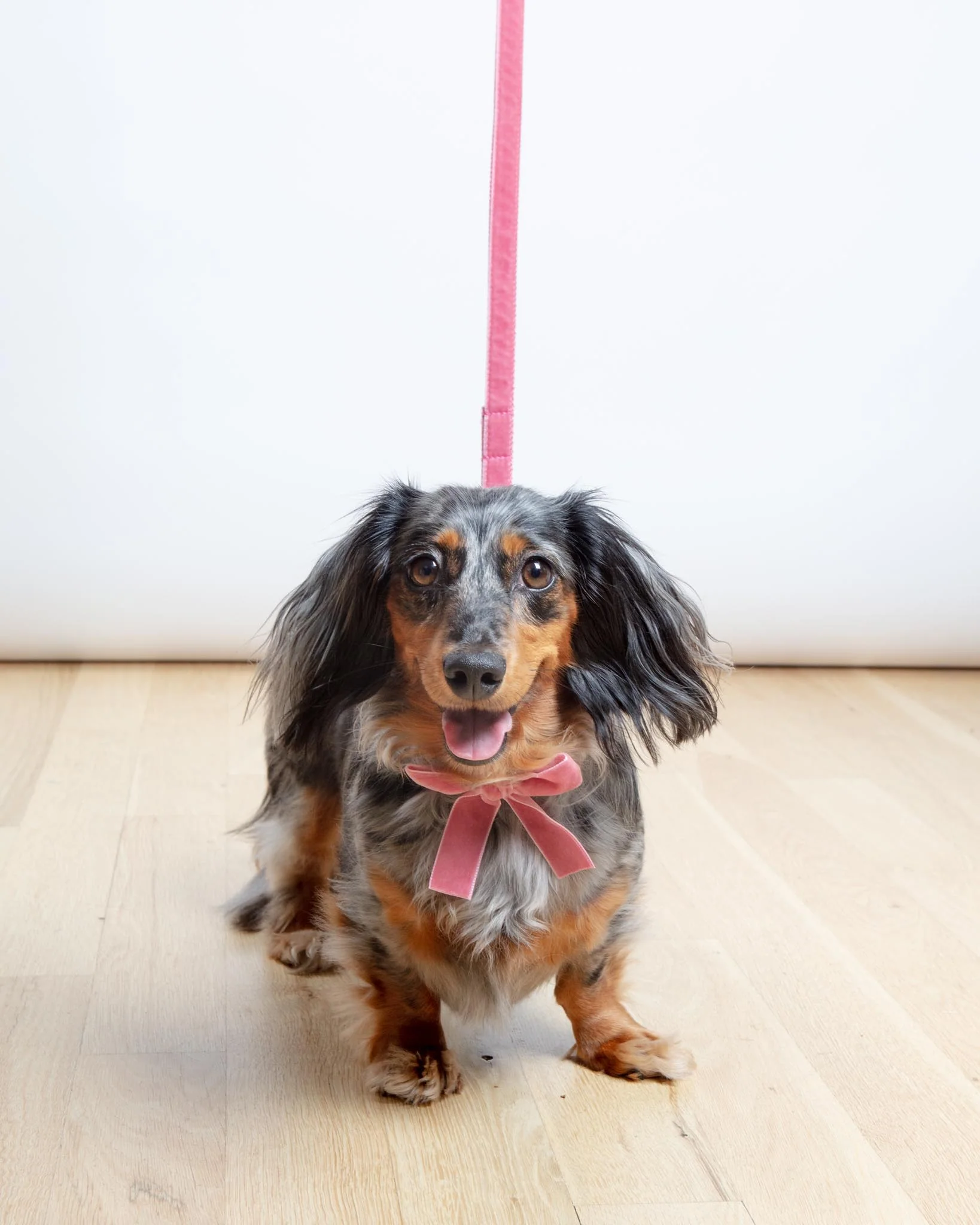 Velvet Dog Bow Collar Set in Primrose Pink (Made in the USA) - Image 5