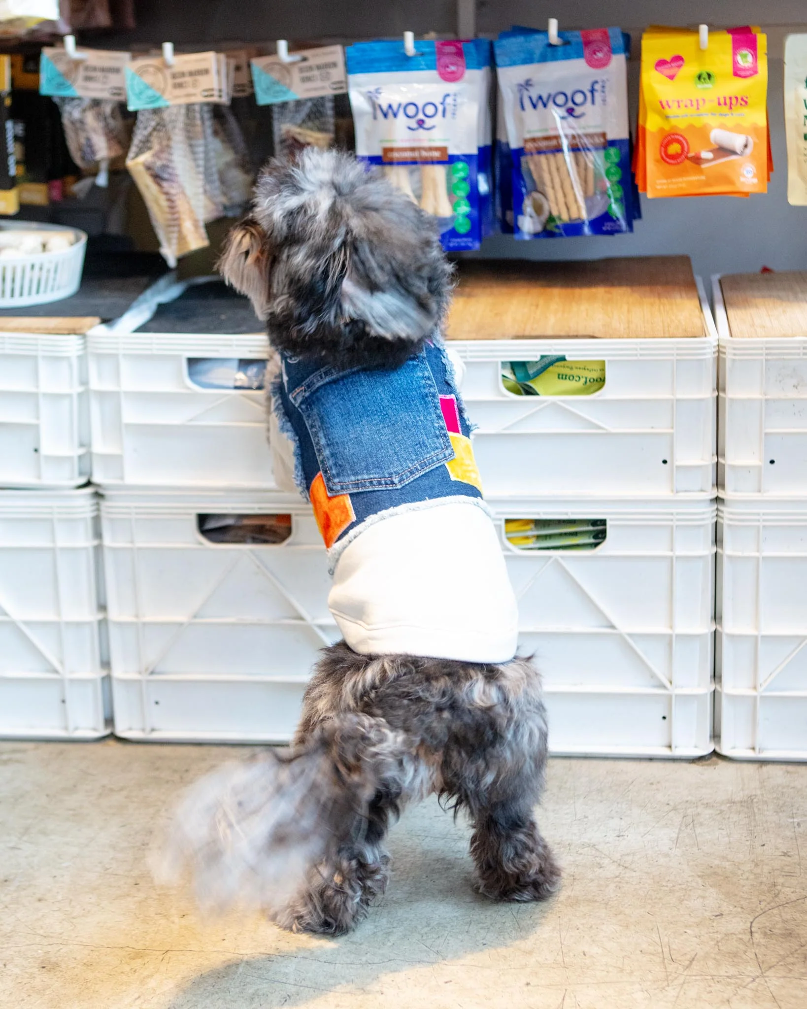 Velvet Denim Patchwork Dog Harness (Made in the USA) (Dog & Co. Exclusive)