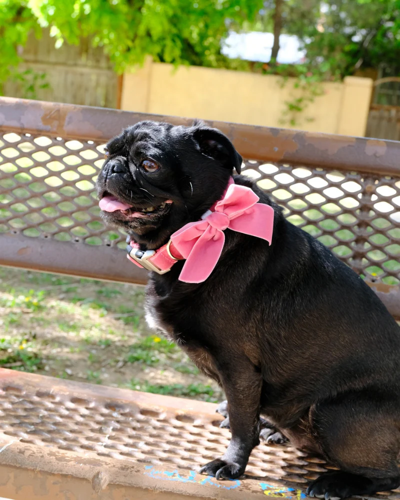 Velvet Dog Bow Collar & Leash Set in Primrose Pink - Image 6