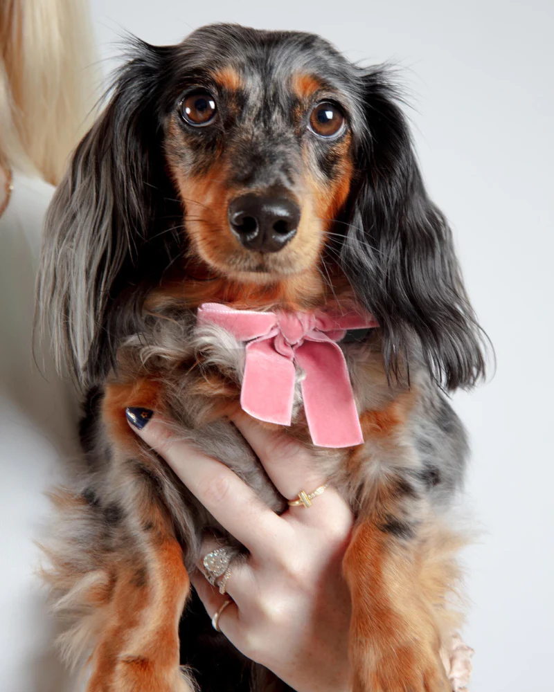 Velvet Dog Bow Collar Set in Petal Pink (Made in the USA) - Image 2