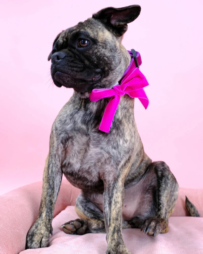 Velvet Dog Collar Bow in Zoe Pink (Made in the USA) - Image 4