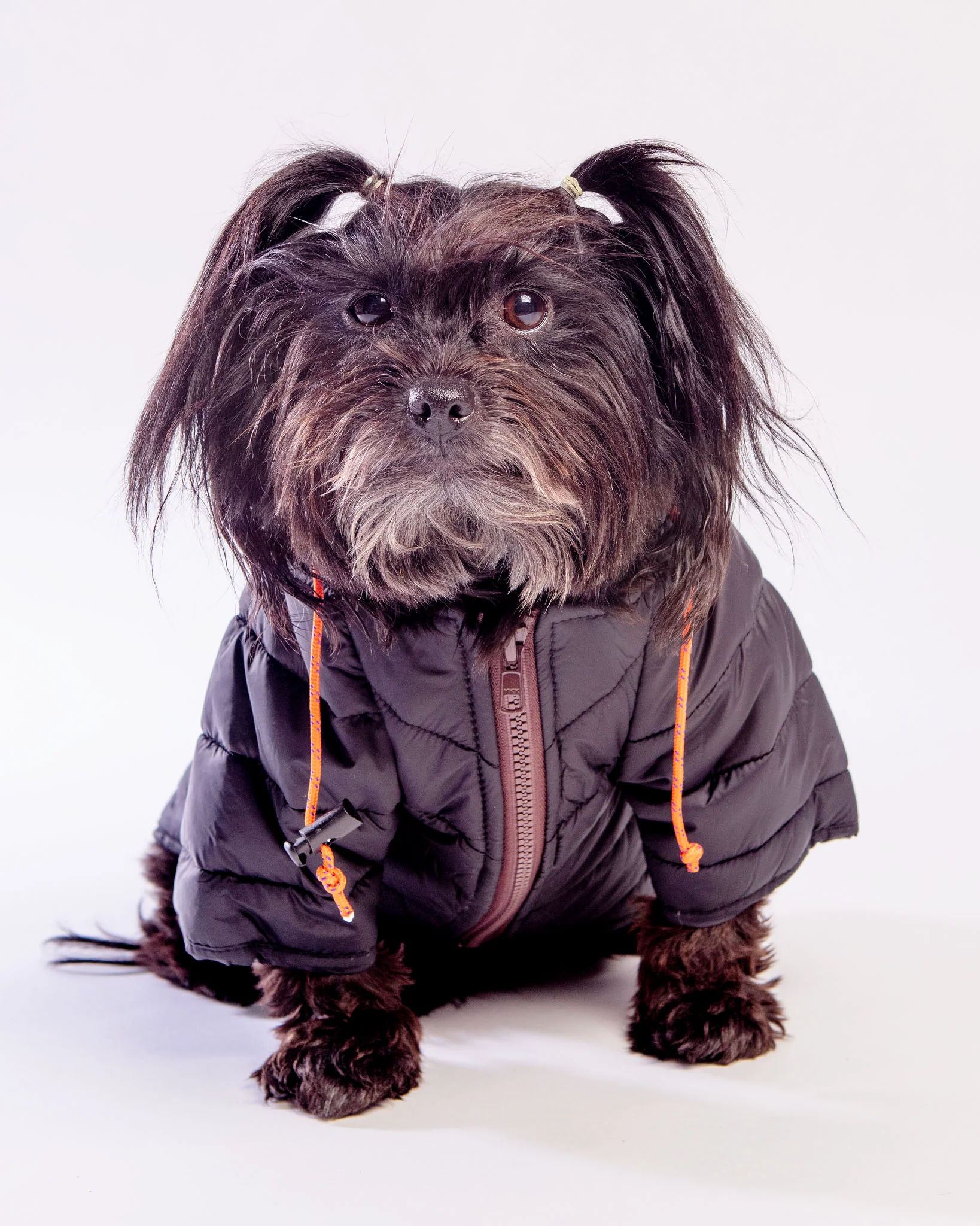 Dog Puffer Jacket in Black << FINAL SALE >> - Image 5