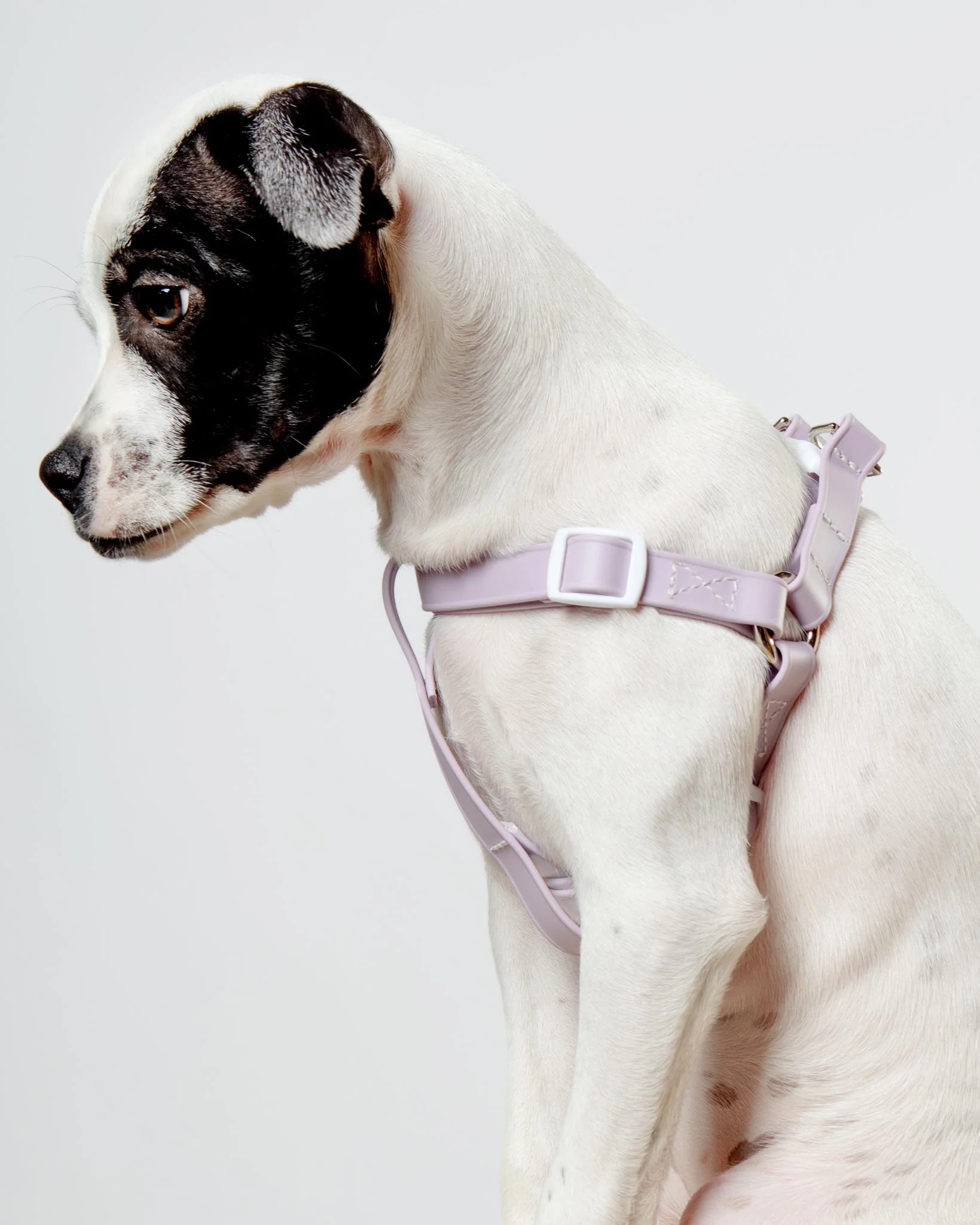 Walk in the Park Waterproof Dog Harness in Lilac (Made in the USA) - Image 5
