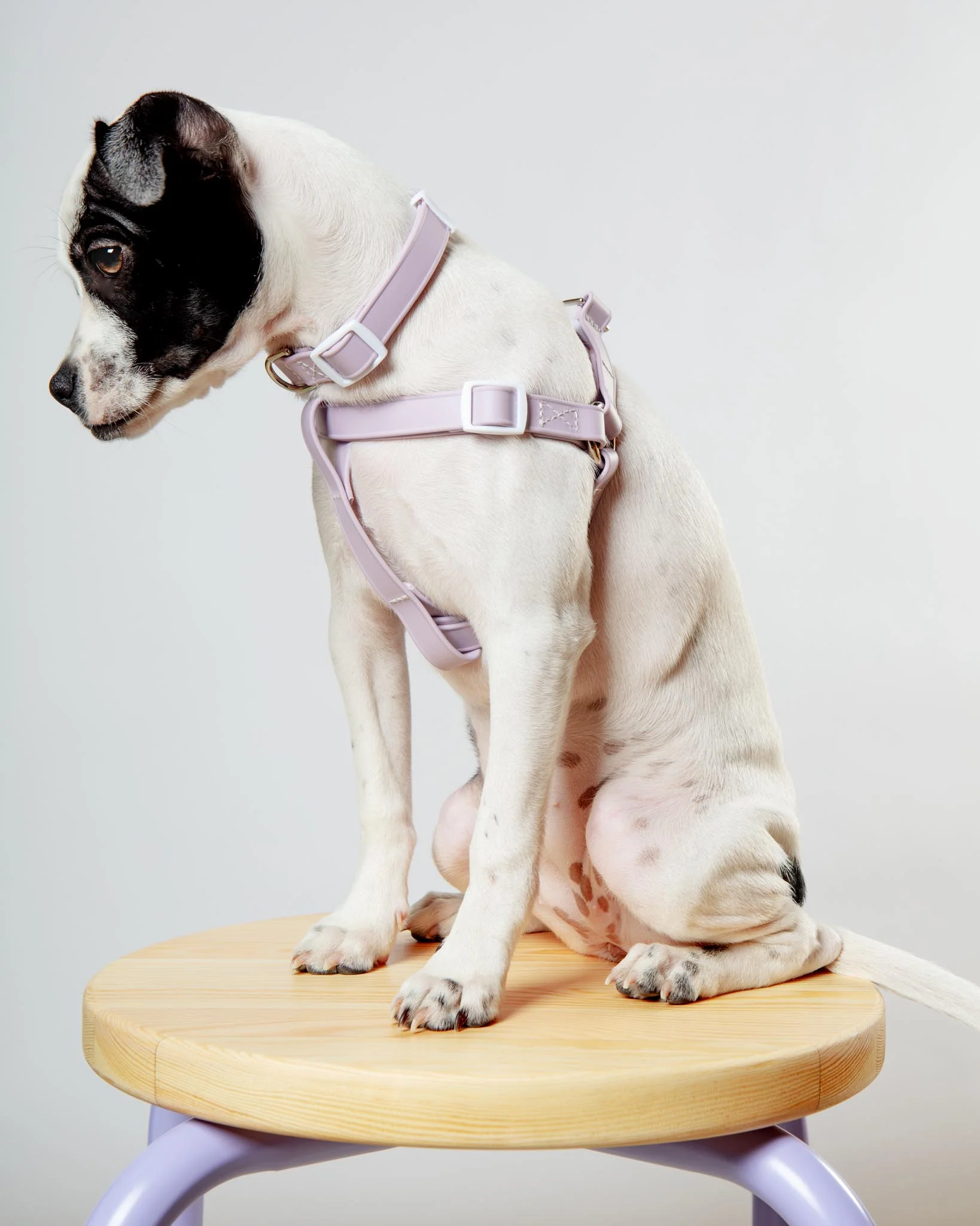 Walk in the Park Waterproof Dog Harness in Lilac (Made in the USA) - Image 6