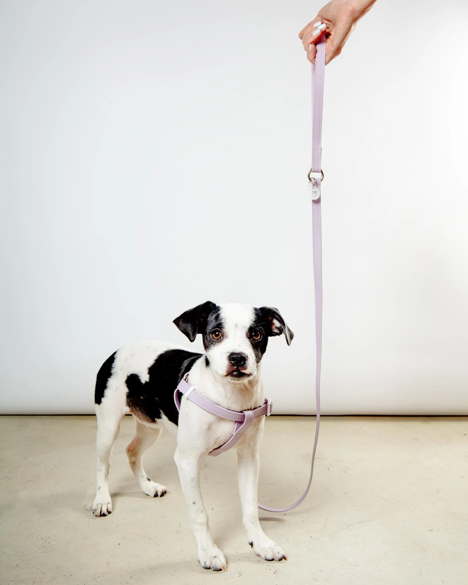 Walk in the Park Waterproof Dog Harness in Lilac (Made in the USA) - Image 8
