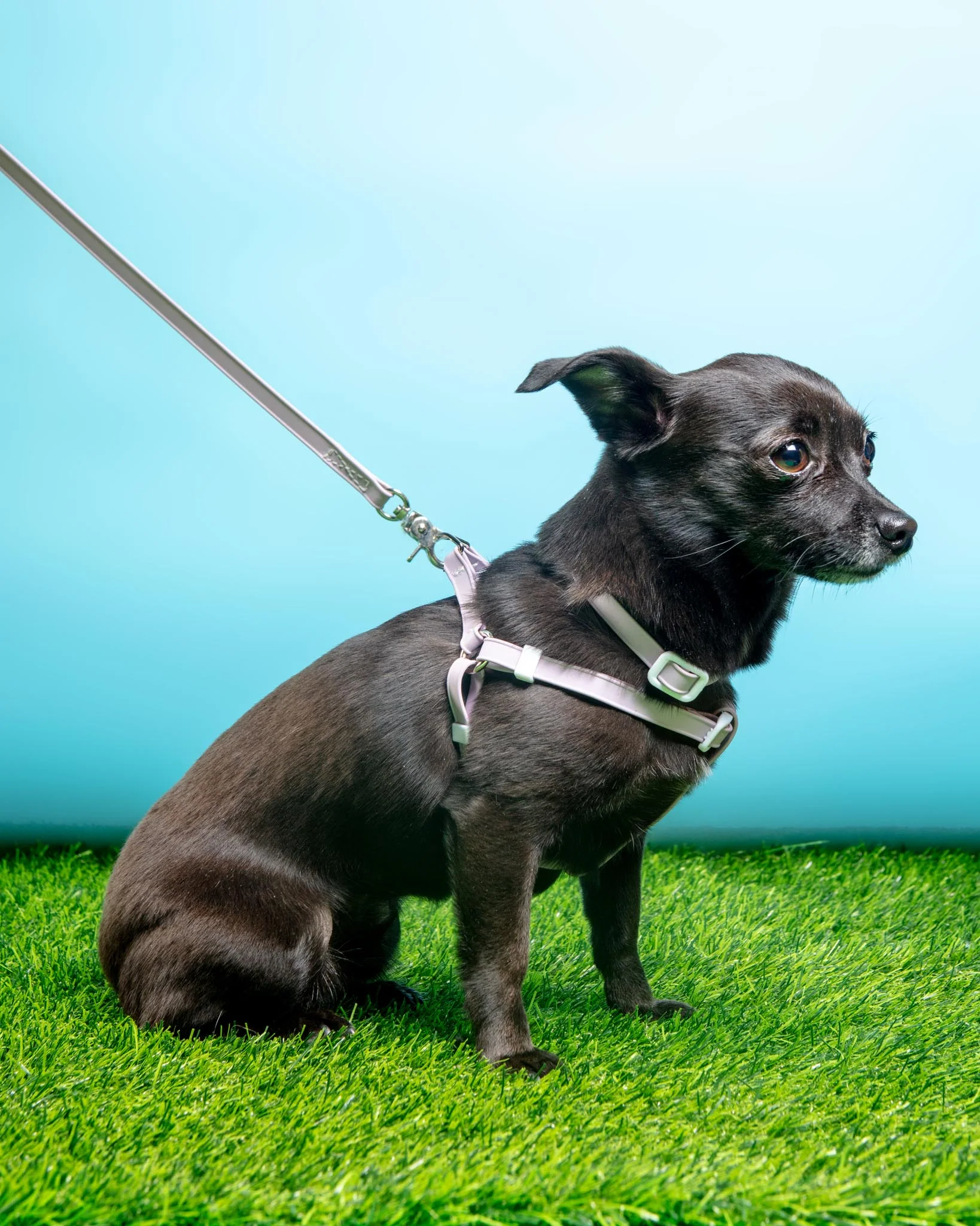 Walk in the Park Waterproof Dog Harness in Lilac (Made in the USA) - Image 9