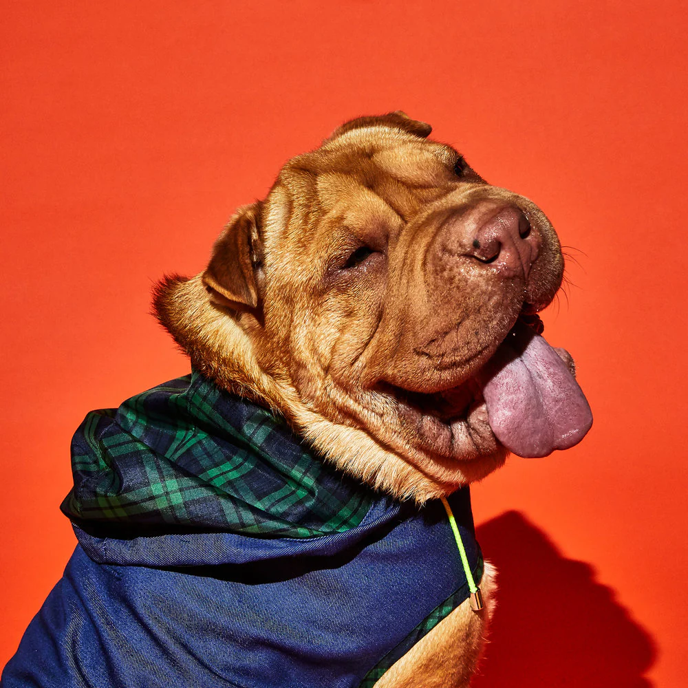 WARE OF THE DOG | Blue Anorak Raincoat with Tartan Trim