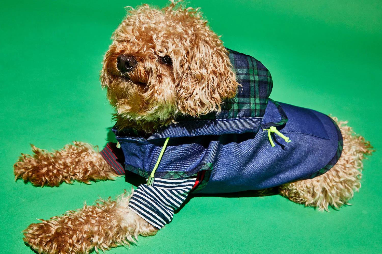 WARE OF THE DOG | Blue Anorak Raincoat with Tartan Trim - Image 2