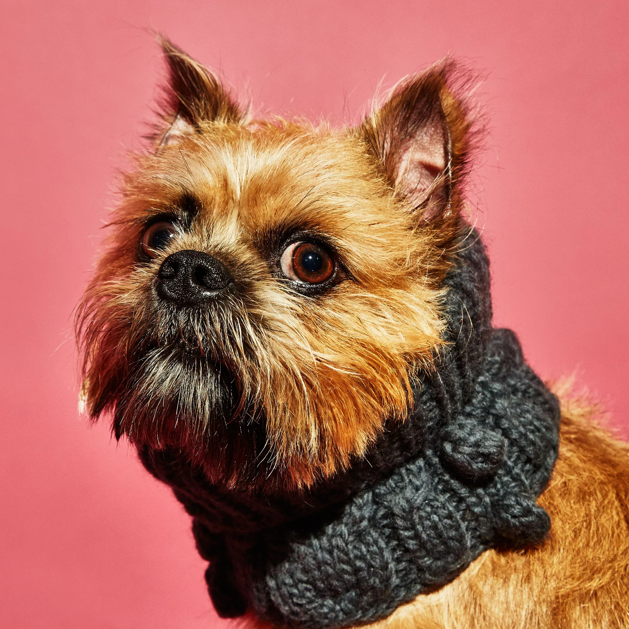 WARE of the DOG | Bobble Turtleneck Scarf in Grey - Image 3