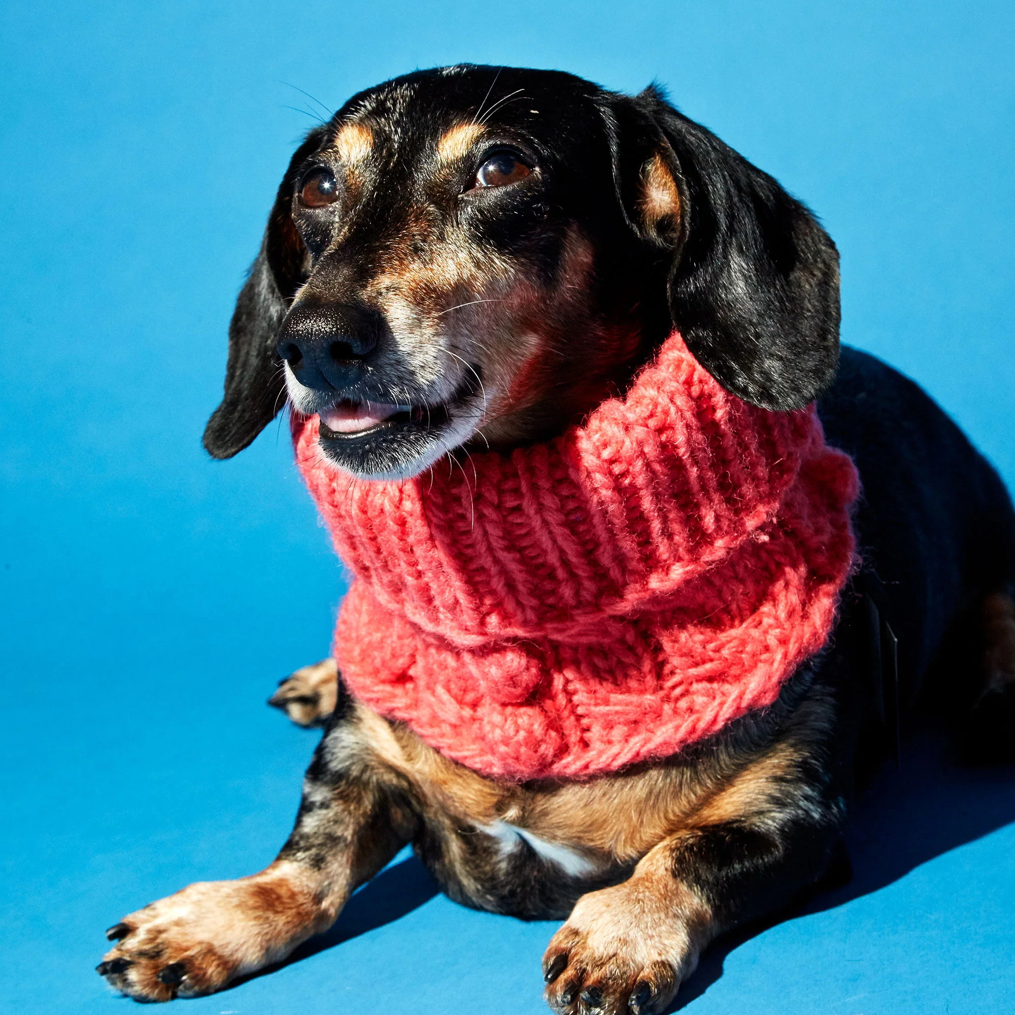 WARE of the DOG | Bobble Turtleneck Scarf in Pink - Image 2