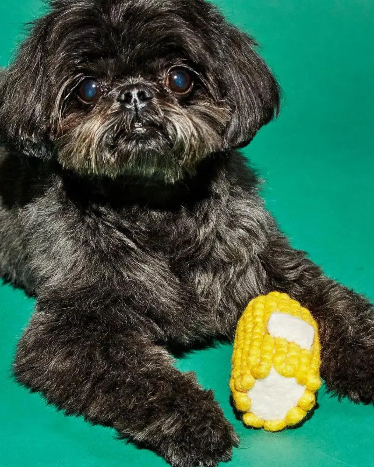 Boiled Wool Corn Dog Toy (FINAL SALE) - Image 3