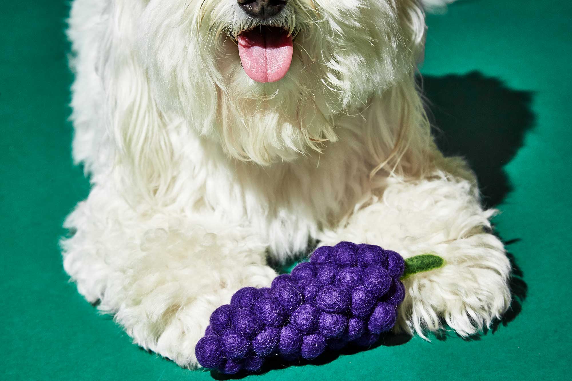 WARE of the DOG | Boiled Wool Grapes Toy - Image 2