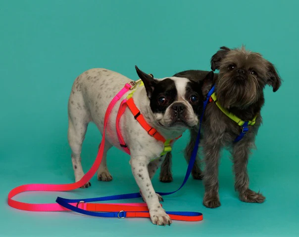 Nylon Colorblock Dog Harness in Neon Pink/Orange/Yellow (Made in the USA) - Image 3