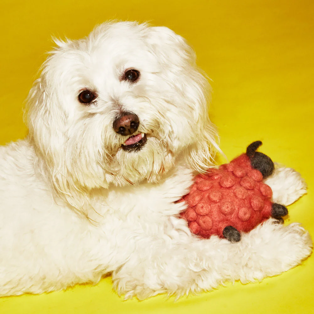 WARE of the DOG | Boiled Wool Sheep Toy - Image 2