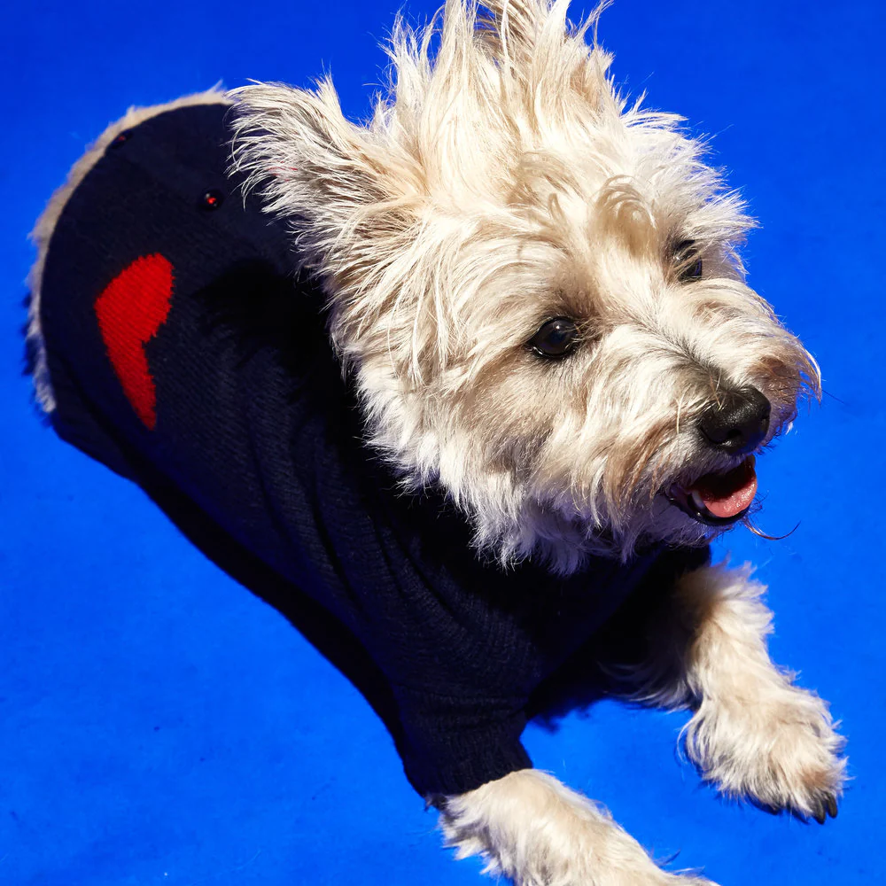 Heart Cardigan Dog Sweater in Navy (FINAL SALE) - Image 2