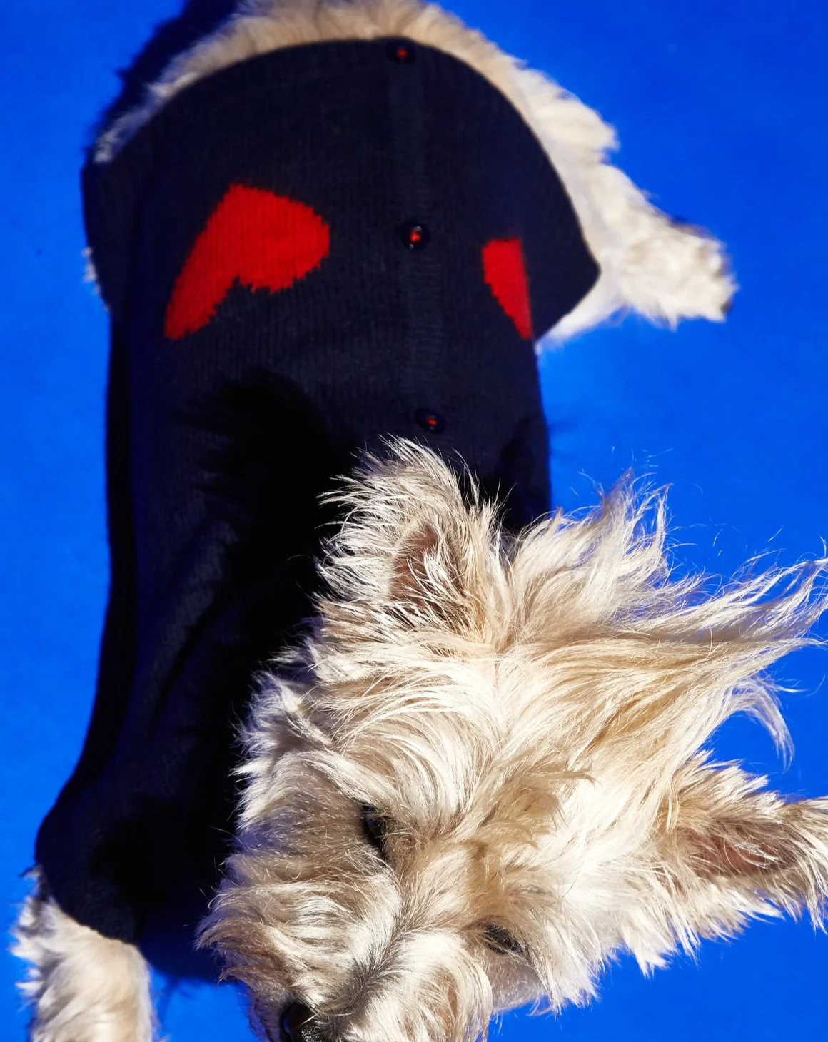 Heart Cardigan Dog Sweater in Navy (FINAL SALE) - Image 4