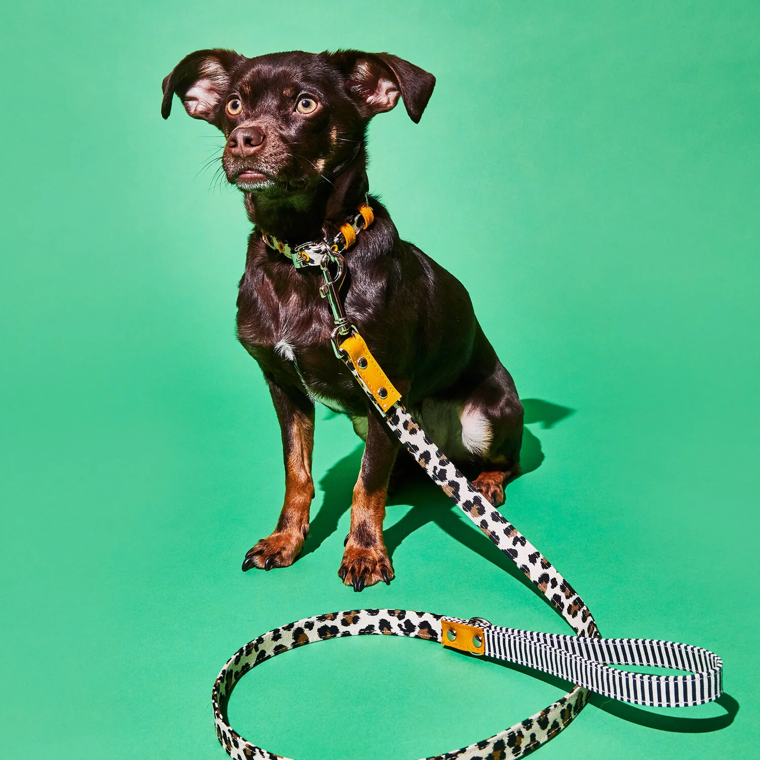Leopard and Stripe Leash - Image 4