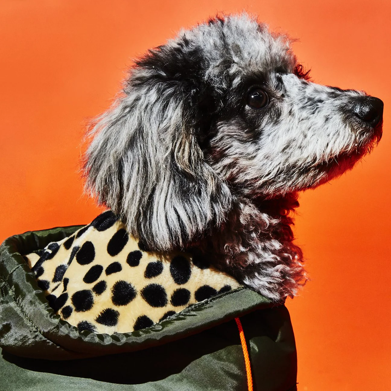 Olive w/ Animal Print Lining Puffer Dog Coat (FINAL SALE) - Image 4