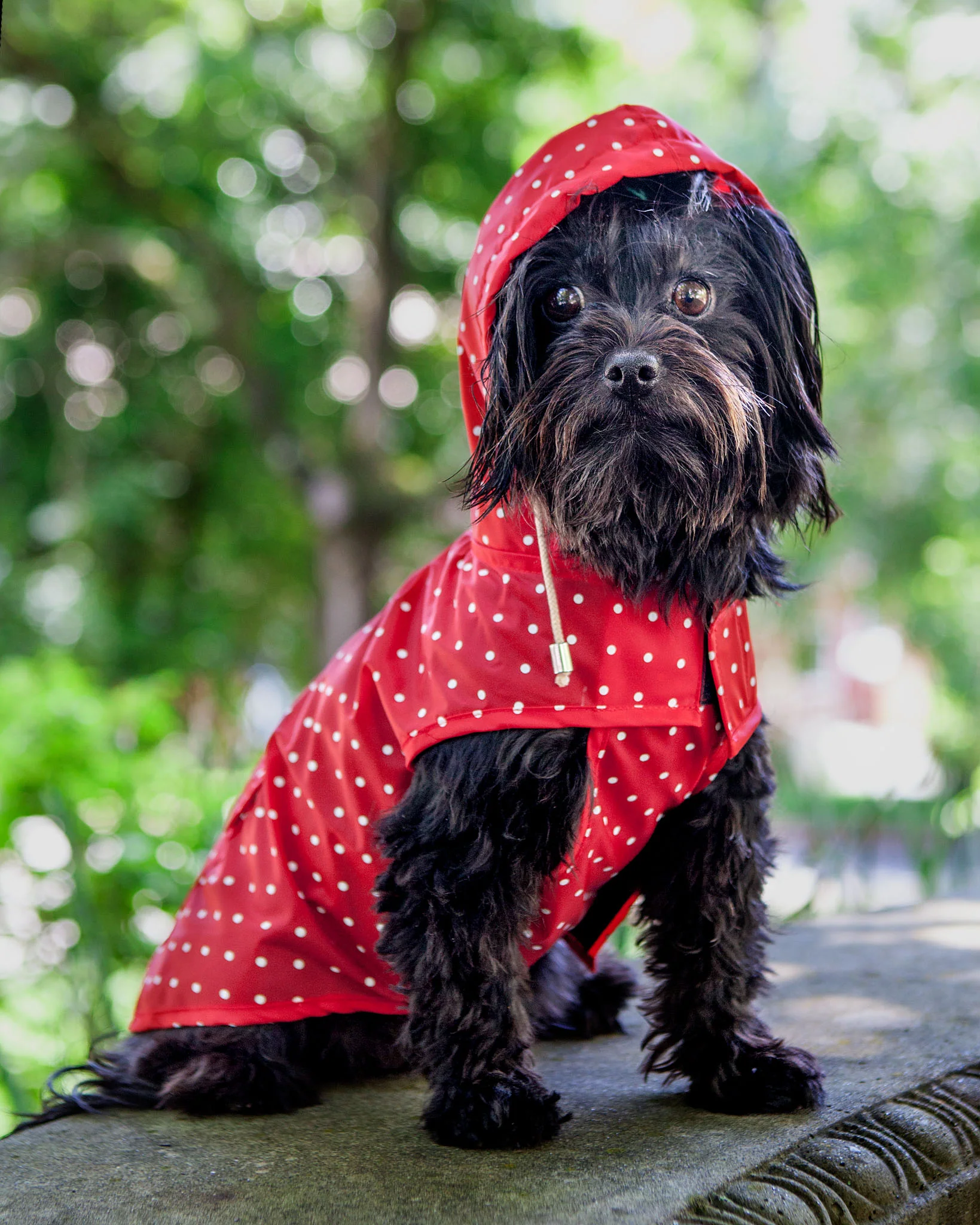 Polka Dot Anorak Dog Raincoat in Red << FINAL SALE >> - Image 4
