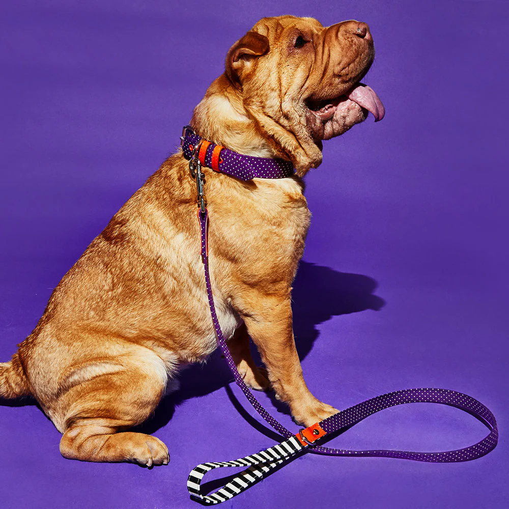 WARE of the DOG | Polka Dot Canvas Leash - Image 2