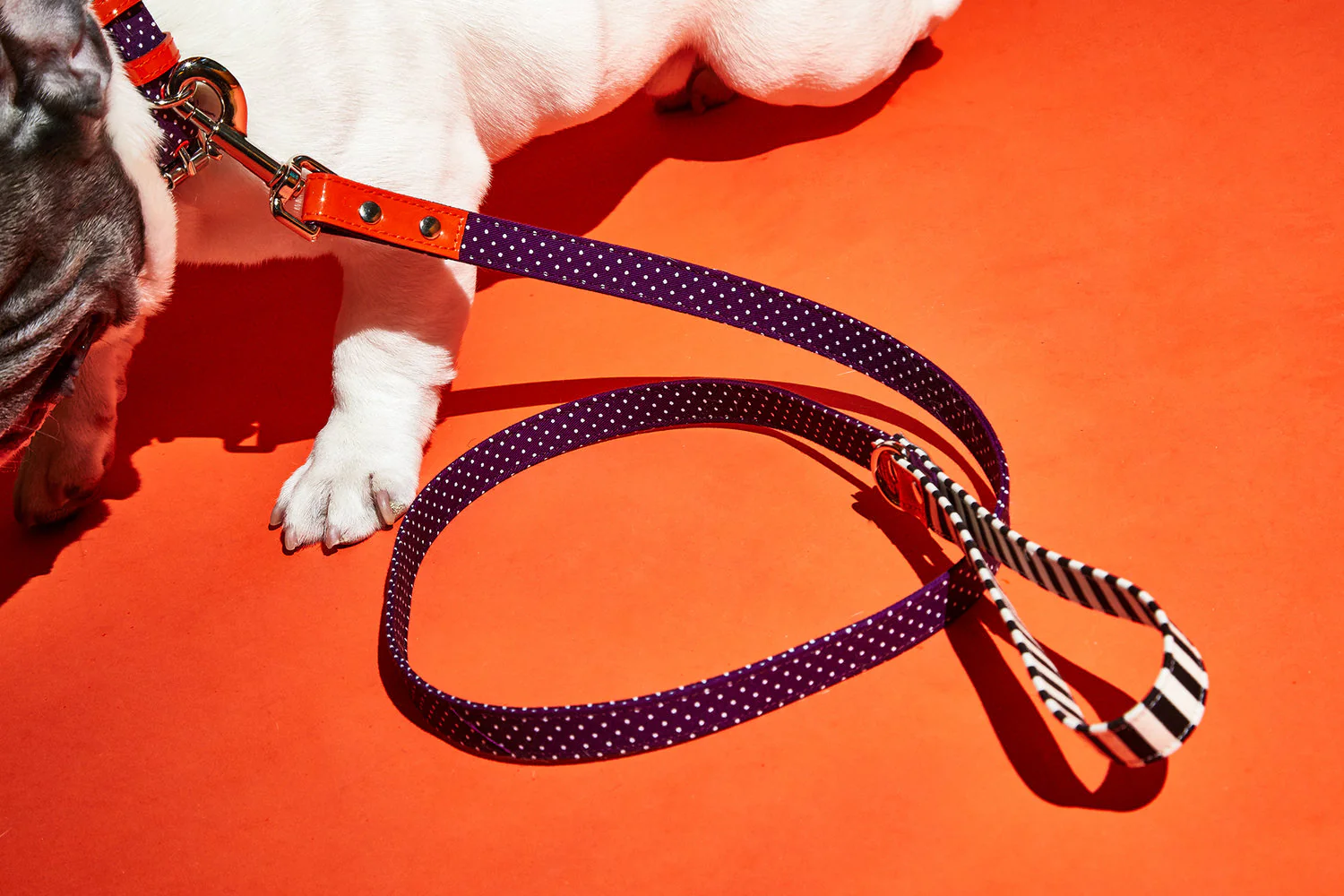 WARE of the DOG | Polka Dot Canvas Leash - Image 3