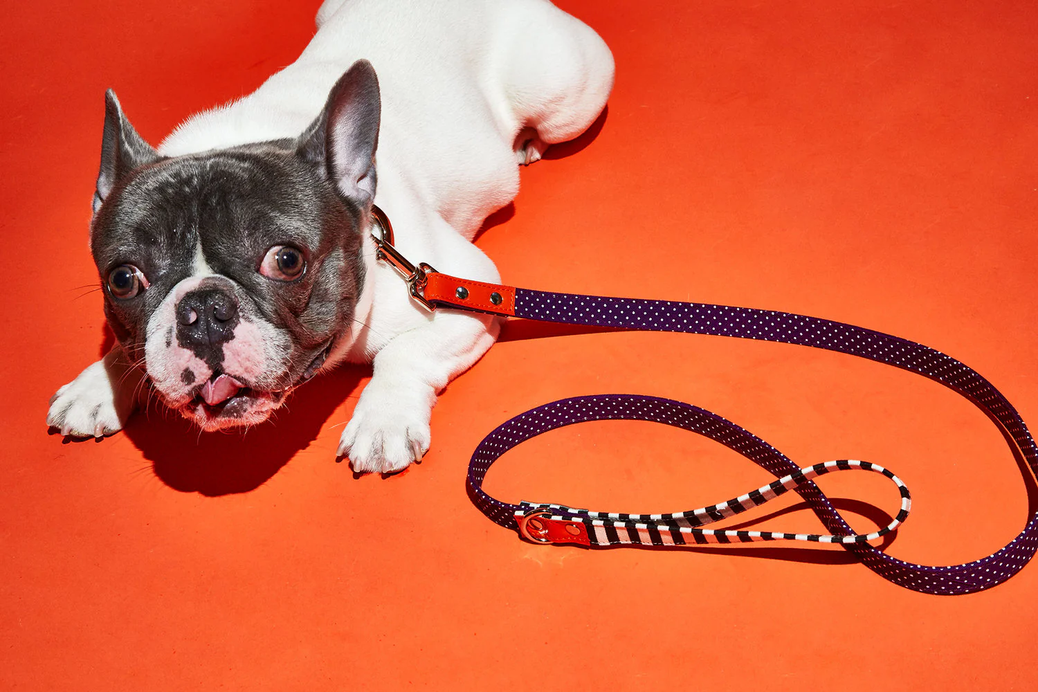 WARE of the DOG | Polka Dot Canvas Leash - Image 4