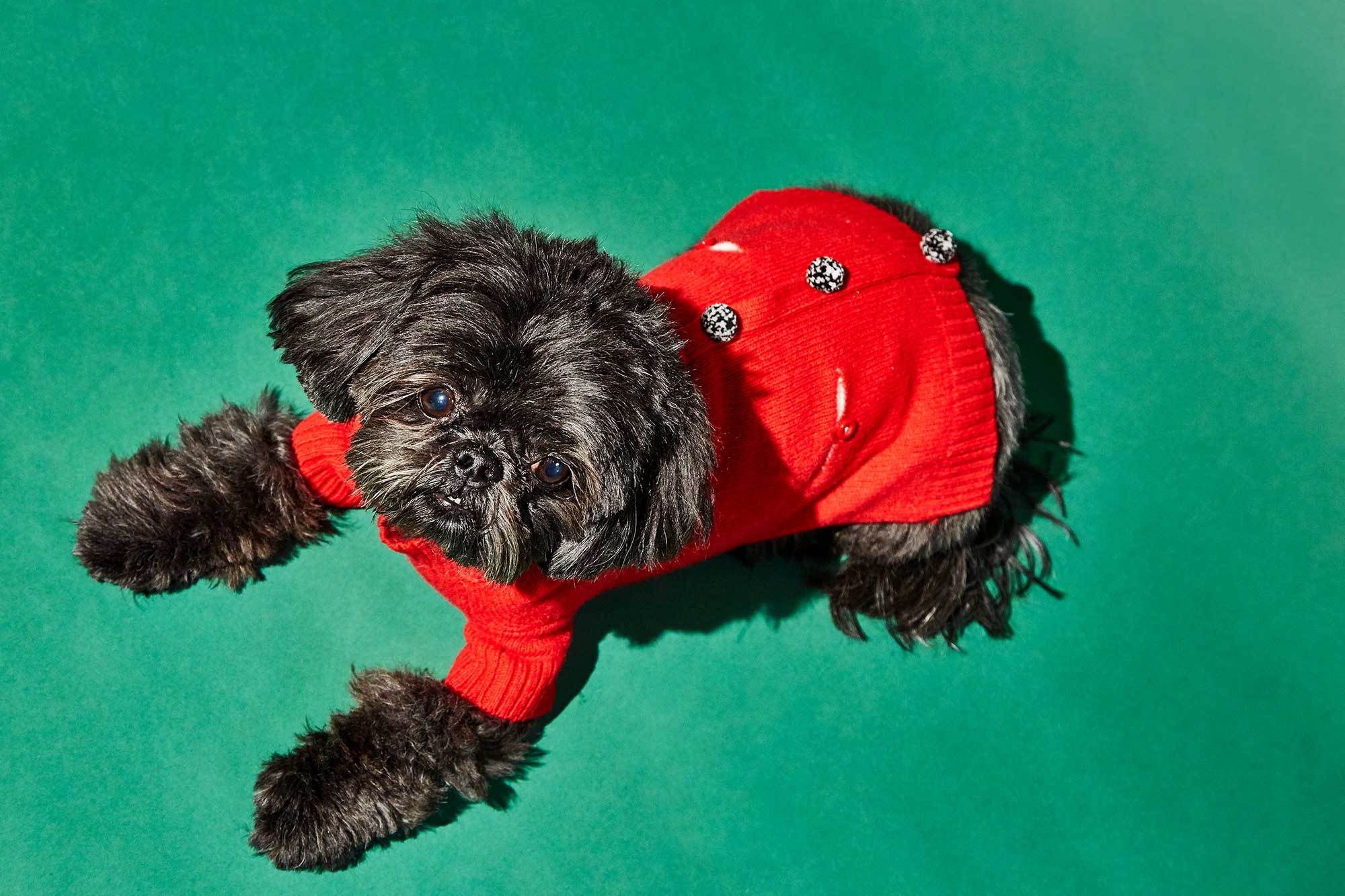 WARE OF THE DOG | Pom Pom Cardigan in Red - Image 2