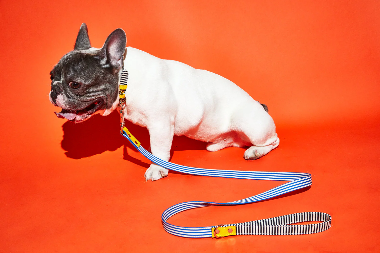 Striped Canvas Collar - Image 5
