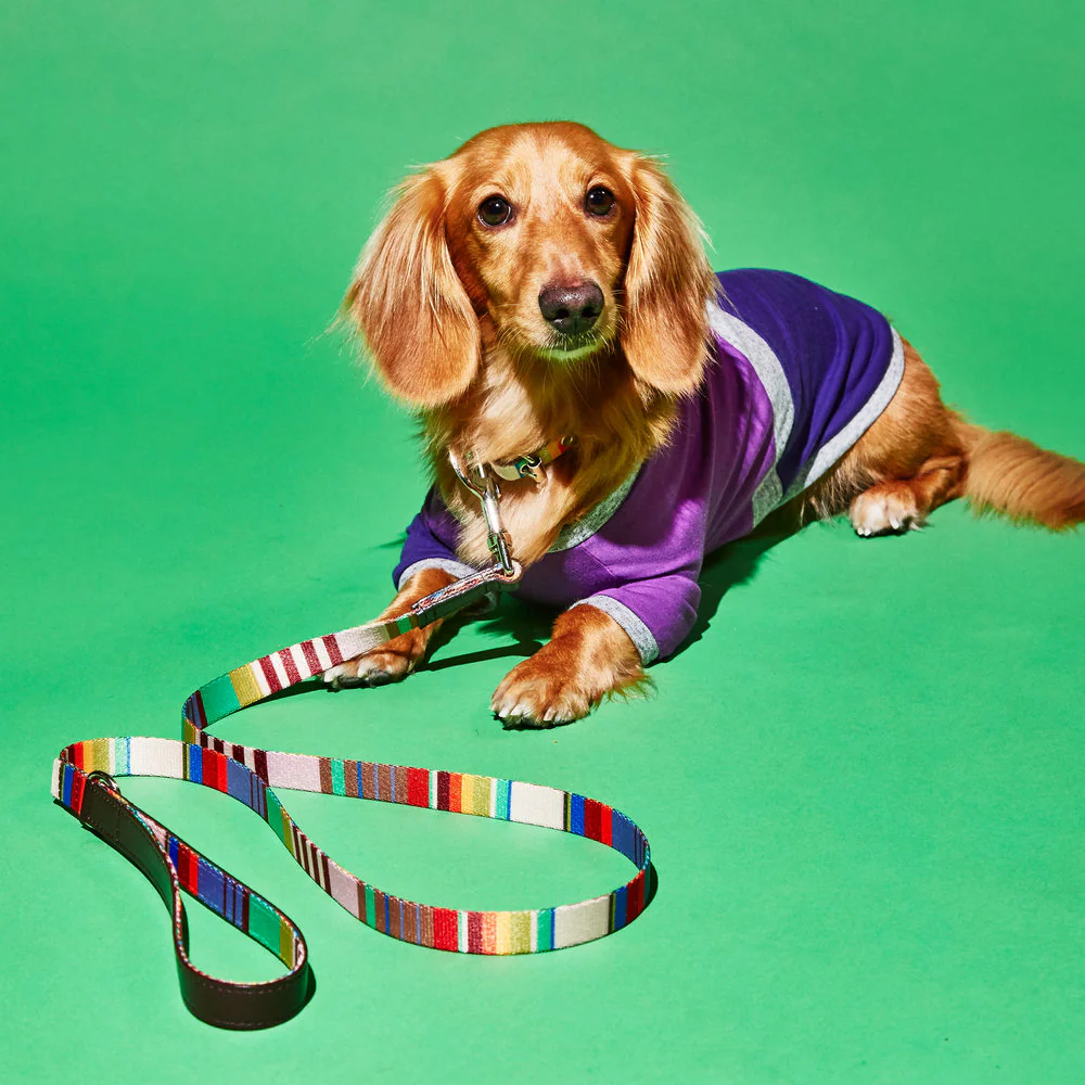 Striped Webbing Leash - Image 2
