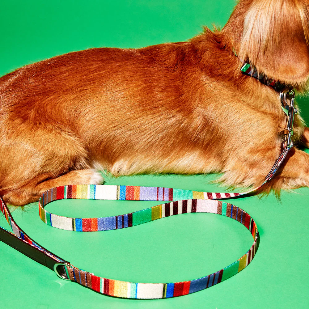 Striped Webbing Leash - Image 3