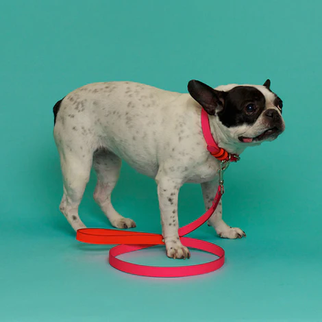 WARE of the DOG | Two Tone Leather Collar in Pink / Orange - Image 2
