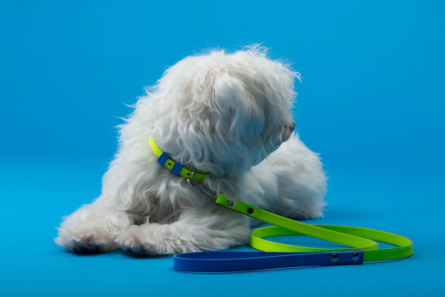 WARE of the DOG | Two Tone Leather Leash in Yellow / Blue - Image 2