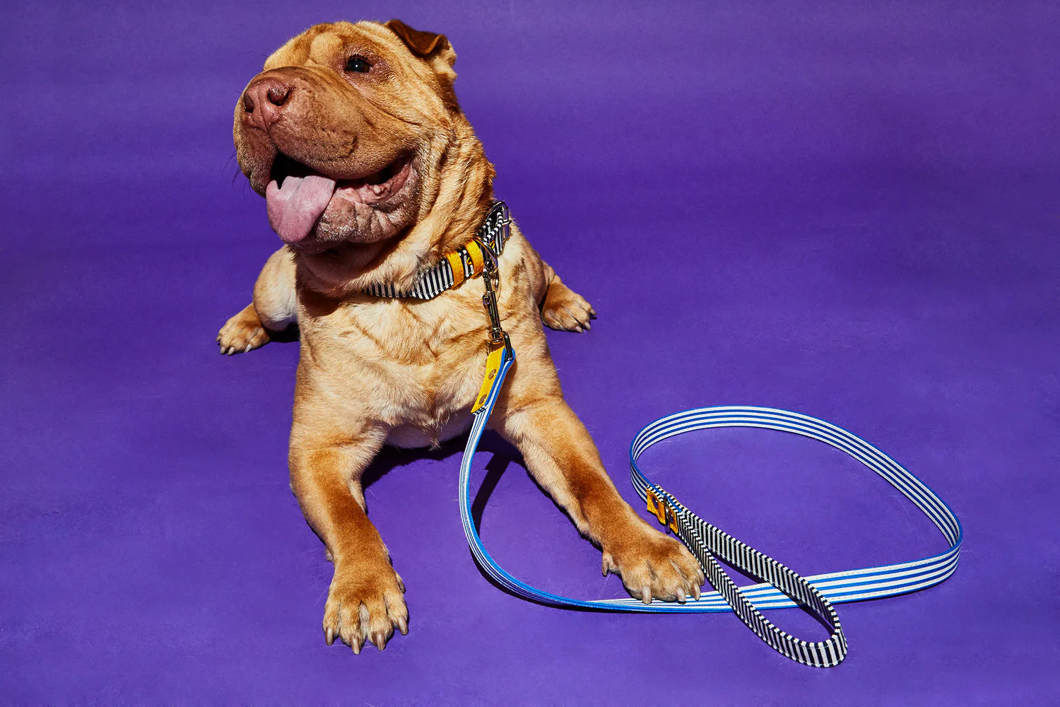 Striped Canvas Leash - Image 2
