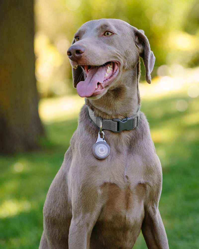 Wearabout™ Clippable Protective AirTag® Holder for Dogs - Image 2