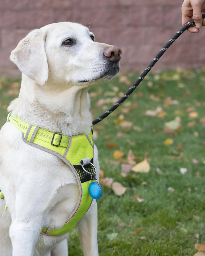Wearabout™ Clippable Protective AirTag® Holder for Dogs - Image 6