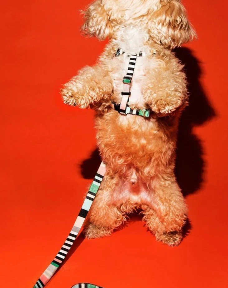 Webbing Nylon Dog Harness in Green Stripe (Made in the USA) (CLEARANCE) - Image 2