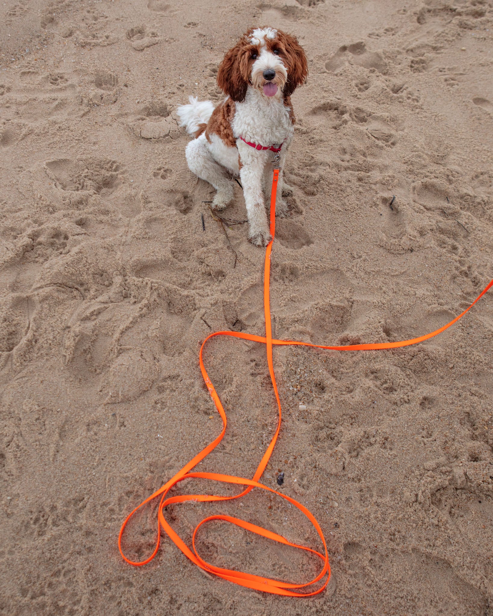 Weekend Long Leash in Neon Orange (10 or 20 Foot) (Made in the USA) - Image 6