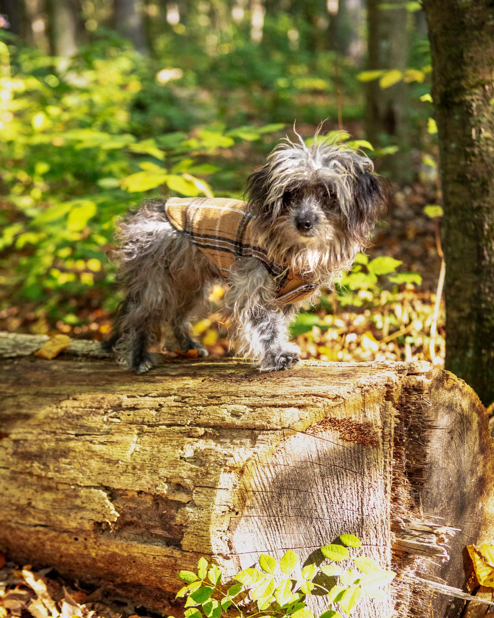 Weekender Flannel Sweatshirt Hoodie for Dogs