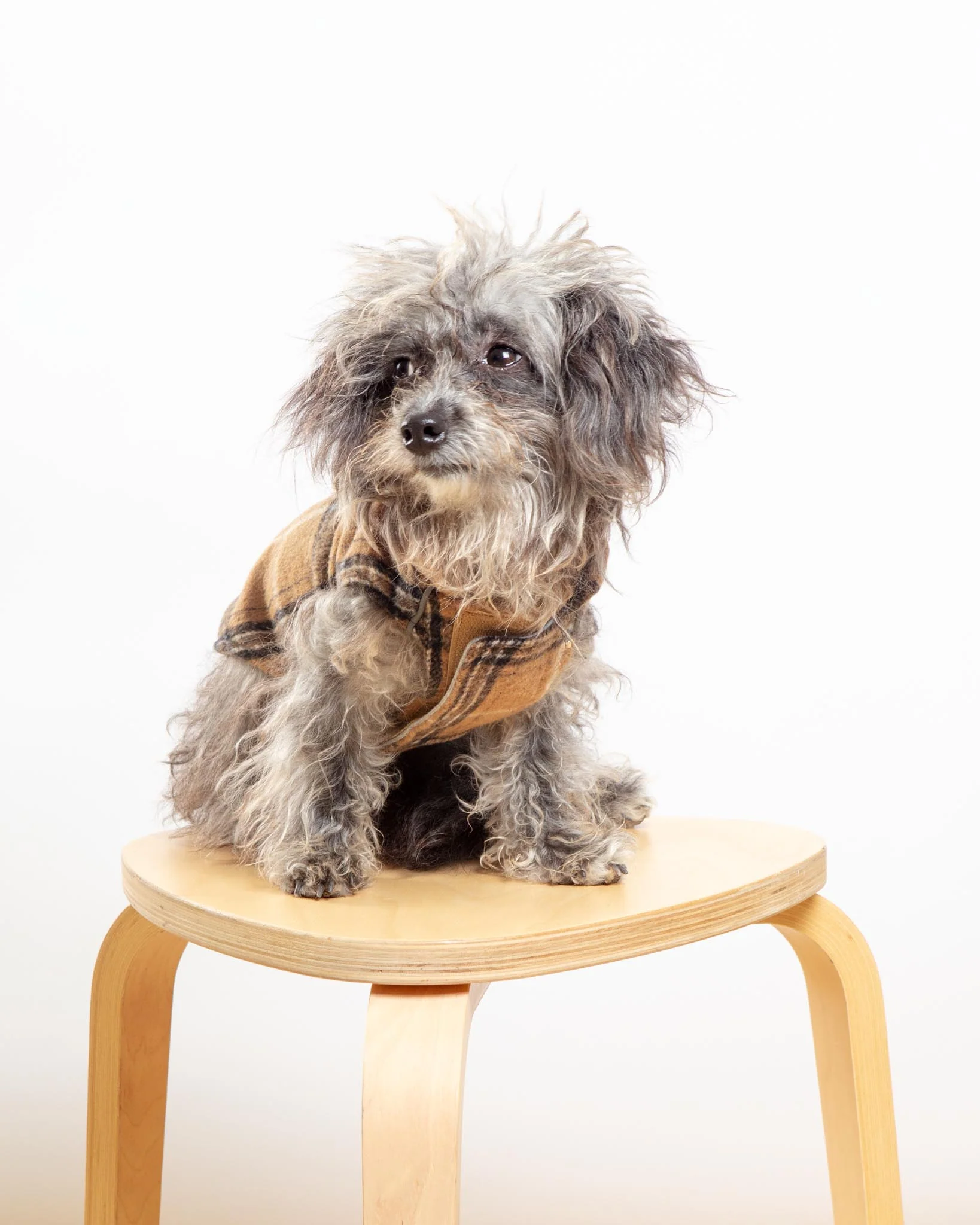 Weekender Flannel Sweatshirt Hoodie for Dogs - Image 3