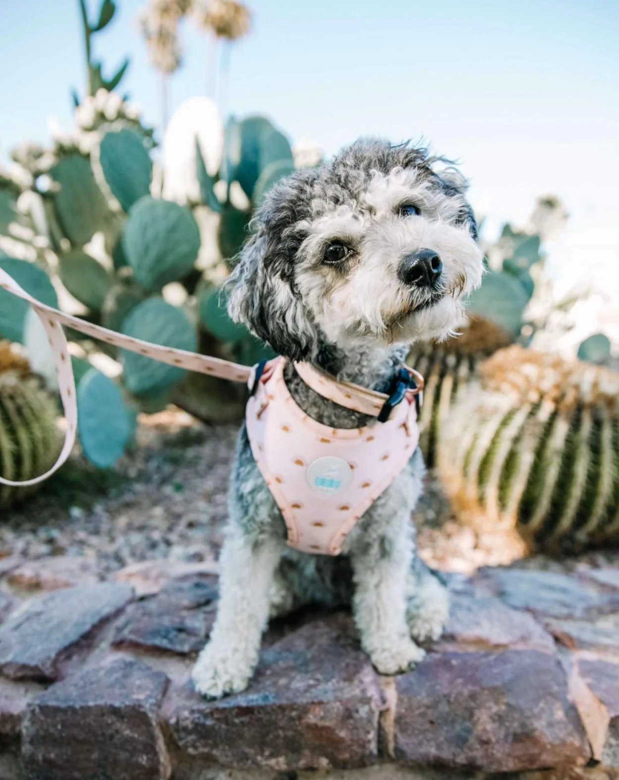 Soft Mesh Dog Harness in Joshua Tree Print (FINAL SALE) - Image 3